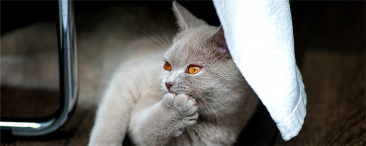 冻干有营养吗 冻干的缺点是什么