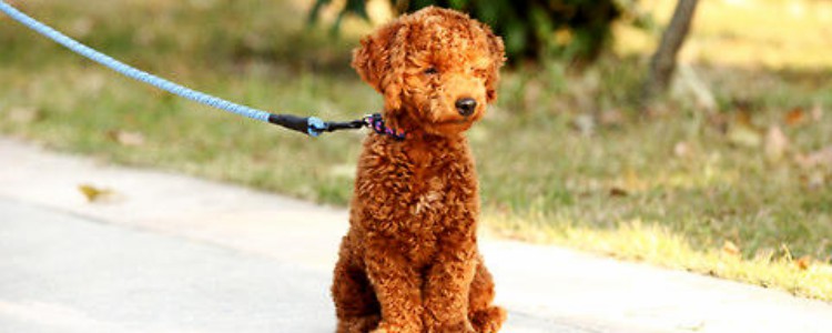 狗狗吃营养膏的好处 主人可以给幼犬准备一支营养膏