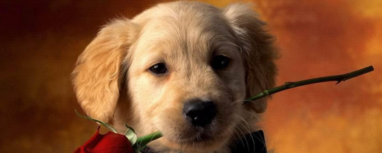 金毛流口水特别严重 不要嫌弃金毛流口水，因为不是有意的