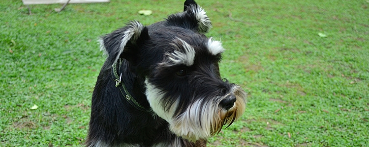 对狗狗冷暴力有用吗 不要随便使用你那套错误的教育方法了