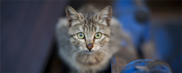 猫咪掉毛厉害怎么办 如何改善家里猫毛多的情况