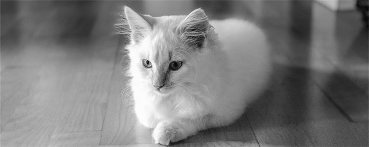 猫咪肠胃病怎么预防 不要加重猫咪肠胃的负担