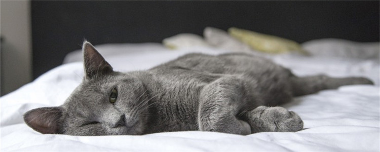 猫咪拉稀是为什么 要如何正确的喂养猫咪