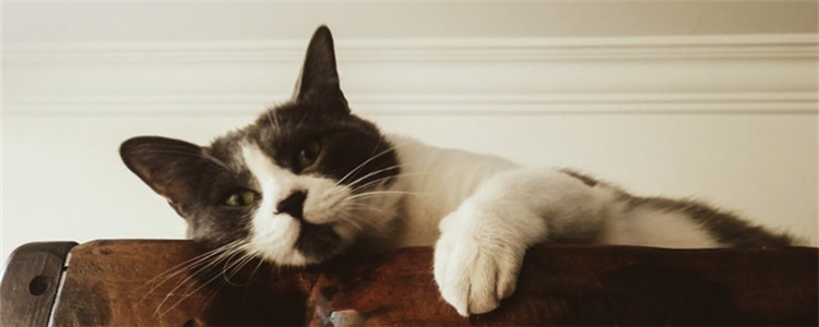 猫为什么偷吃 如何改正猫咪偷吃的坏习惯