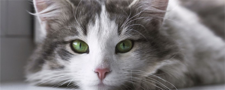 猫鼻支是感冒吗 猫鼻支要怎么治疗