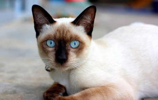 猫咪口腔清洁 猫咪牙齿问题很重要