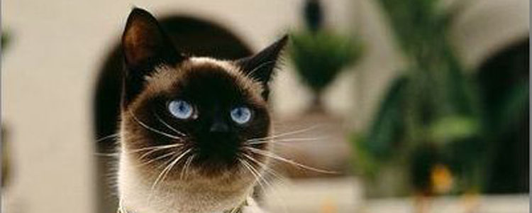 猫咪掉毛严重的怎么处理 猫咪掉毛的原因