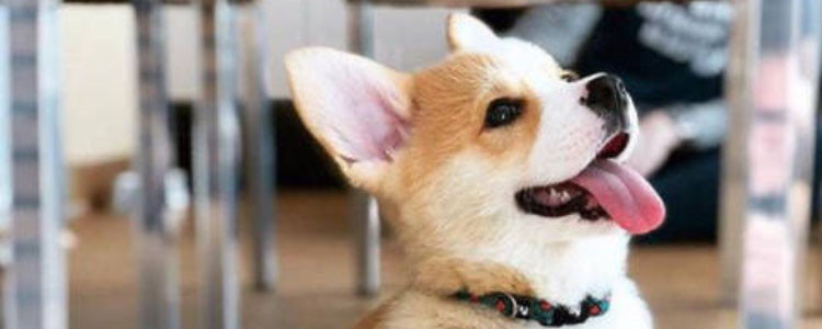 幼犬几个月吃微量元素 幼犬其实并不用特意补充微量元素