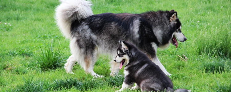 小狗带绳子不走怎么办 狗狗对于绳子不熟悉就需要训练了！