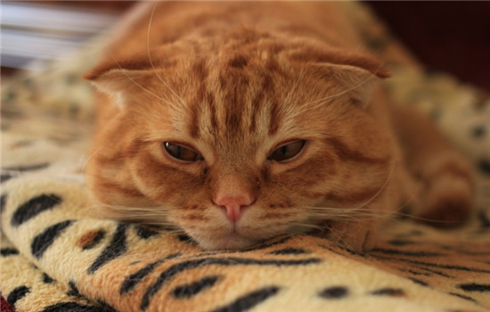 猫下泌尿道疾病是什么 猫泌尿道出现问题的症状是什么