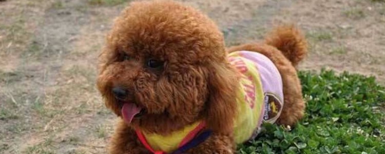 狗狗免疫力低的原因 这些原因主人了解过吗?