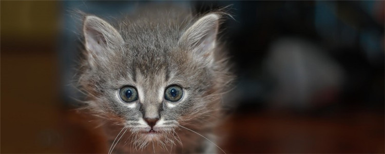 什么猫需要补充营养 你家的猫咪需要吗