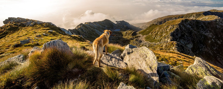 宠物怎么邮寄 快递宠物属于违法你知道吗