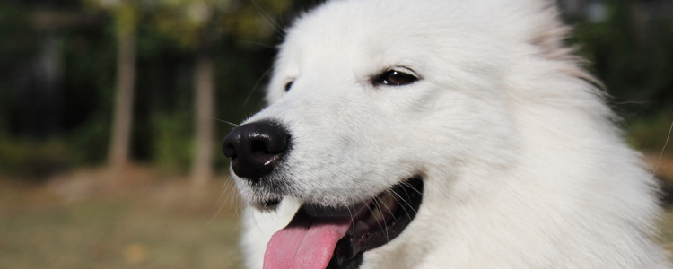 上班族怎么养萨摩耶 上班族想要养狗真的不是件容易事!