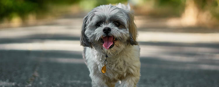 狗狗不能吃的东西清单 17种宠物不能吃的食物