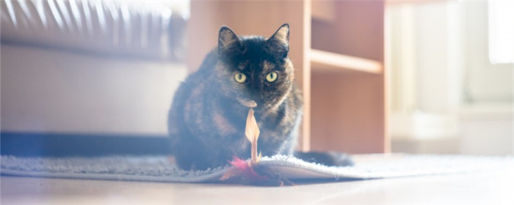 猫咪关在阳台会生气吗 最好不要把猫关在阳台