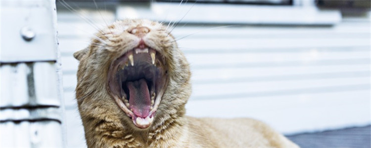 猫咪全身无力一直躺着 猫咪到底是怎么了