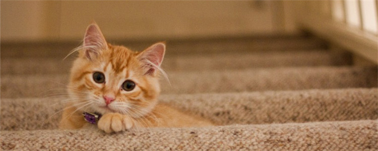 猫咪不听话打哪里 猫咪不听话该怎么办