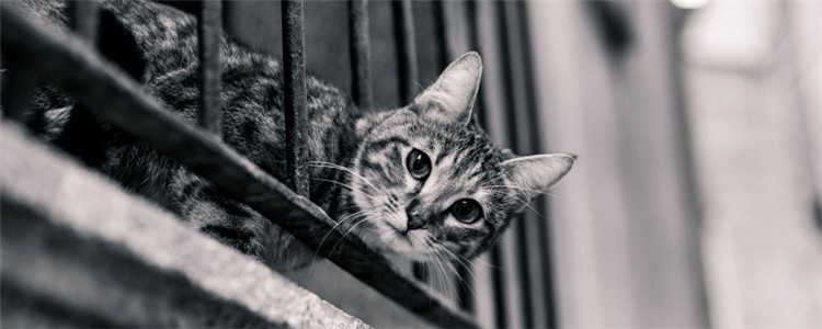 猫咪交配时间持续多久 猫咪交配为什么会发出惨叫