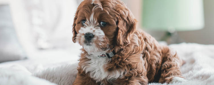 狗狗总是低头走路 如何改掉狗狗低着头走路的坏毛病