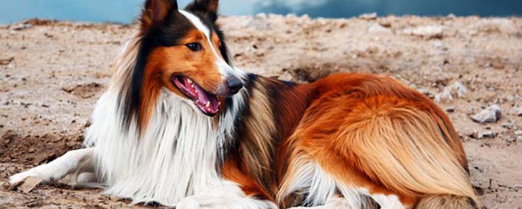 狗狗站立行走好吗 狗狗站立行走是一种永久的损伤