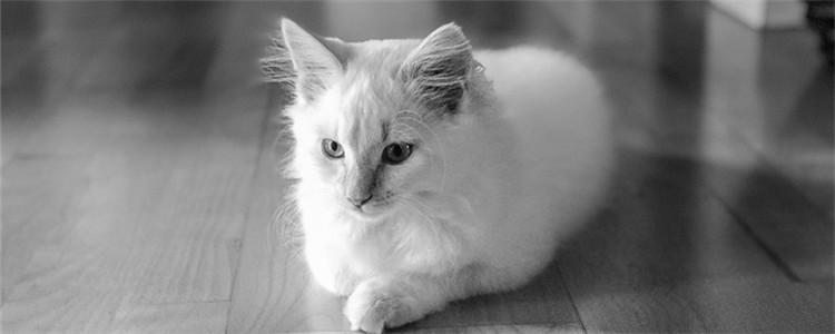 猫突然不吃猫粮了 不要长期给猫咪吃一种猫粮