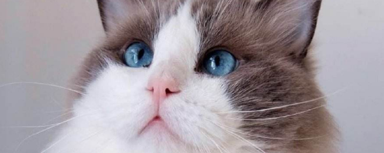 猫得了耳螨怎么清理 清理耳朵要用这招！