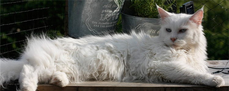 猫夏季怎么消暑 这四个方面可以起到辅助作用