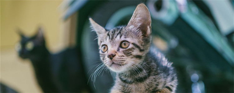 频繁给猫洗澡会怎样 一个月洗一次澡就够了