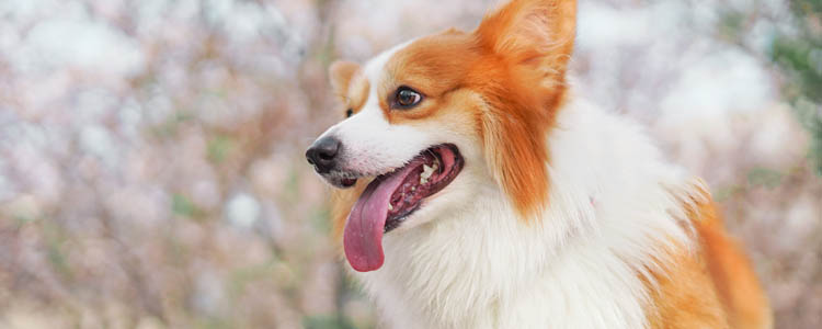 狗狗犬窝咳怎么检查 狗狗犬窝咳怎么治疗