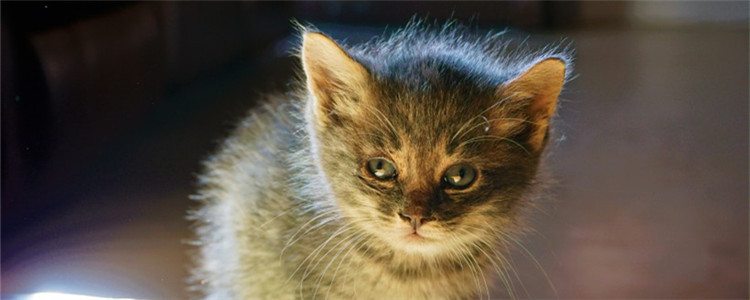 除了猫粮还要喂什么 这四类食物赶紧给猫安排上