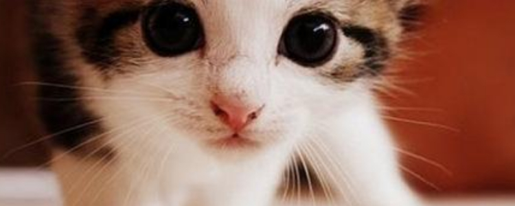 怎么给猫剪指甲不让它反抗 工具和方法你得选到位