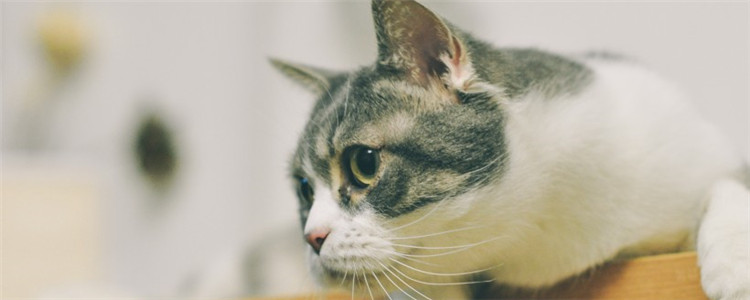 猫为什么跟着上厕所 你家的猫咪会在门口等你吗