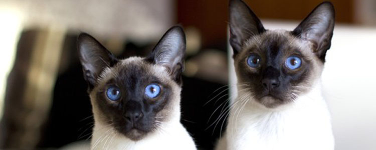 猫要不要带出去溜 遛猫对猫好不好