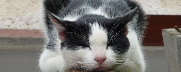 猫咪拉清水怎么回事 千万不要弄到猫咪拉清水你才发现！