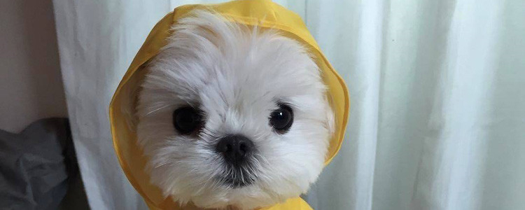 长毛猫怎么打理 长毛猫的猫需要精心呵护