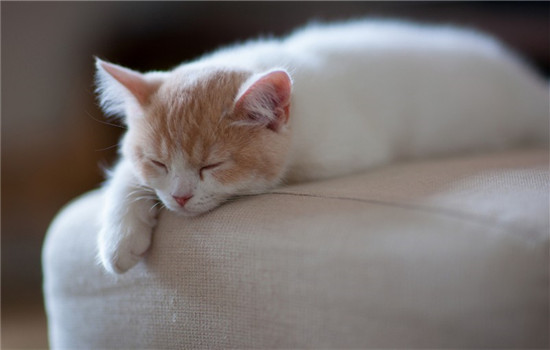 猫的睡姿代表什么 你家的猫咪喜欢怎样睡觉