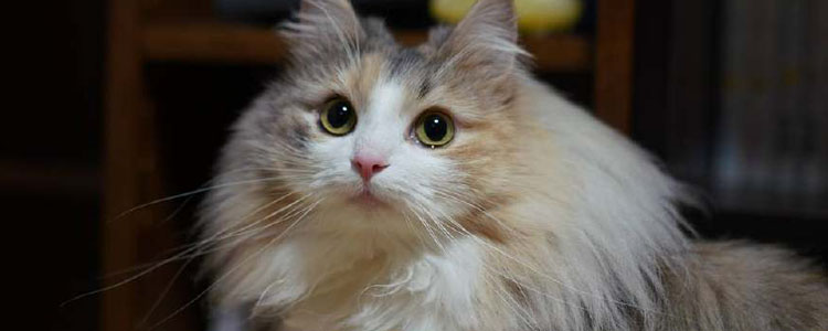 怎么给猫吃奶粉 猫奶粉怎么选择