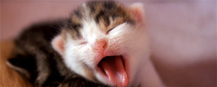 猫不停叫是什么意思 主人一定不能掉以轻心