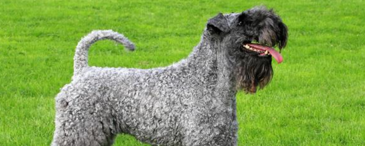 狗狗吃饱了的表现 这些信号狗狗就告诉你它吃饱了！