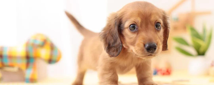 小狗呕吐吃什么药 药和食物都不可乱吃！