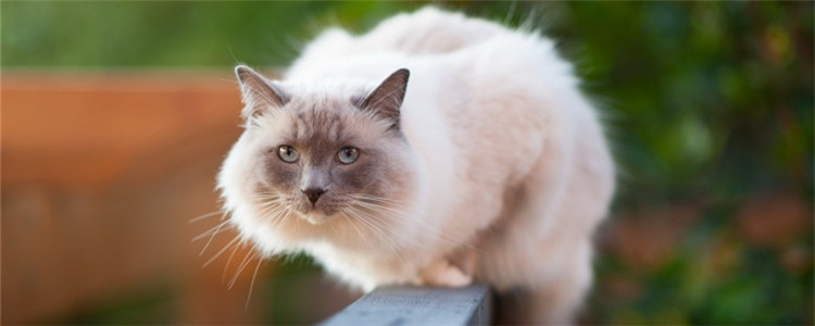 猫驱虫要注意什么 给猫驱虫是不可忽视的工作