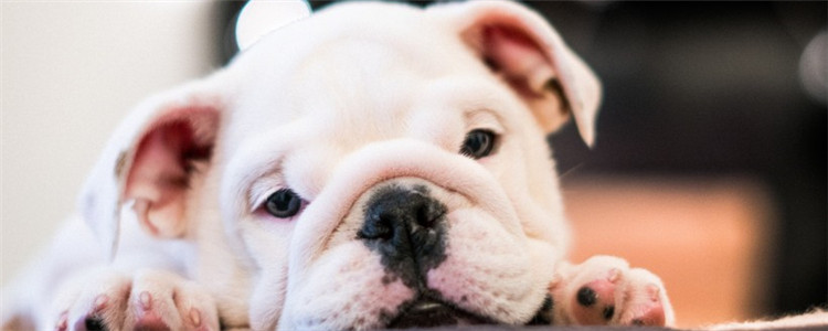 狗洗澡多久一次好 什么狗最好不要洗澡