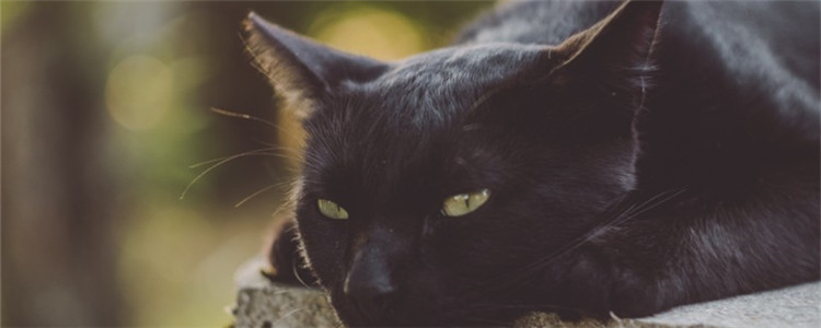 猫的寿命一般多长 想让猫咪长寿要注意这两点