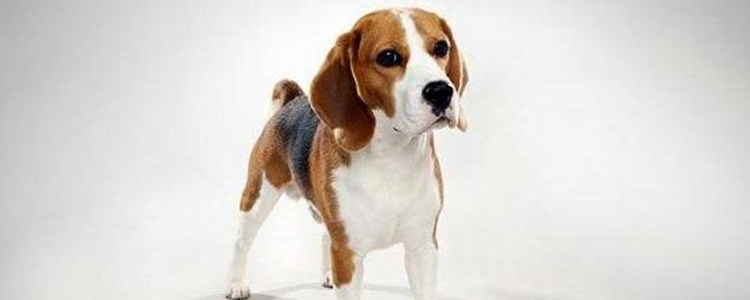 比格犬优缺点 比格犬性格的优缺点全面分析