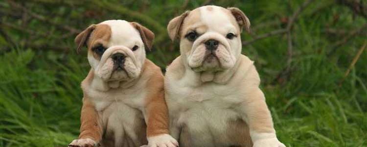 狗狗行为异常是怎么 别小看这些行为，可能狗狗在向你求救