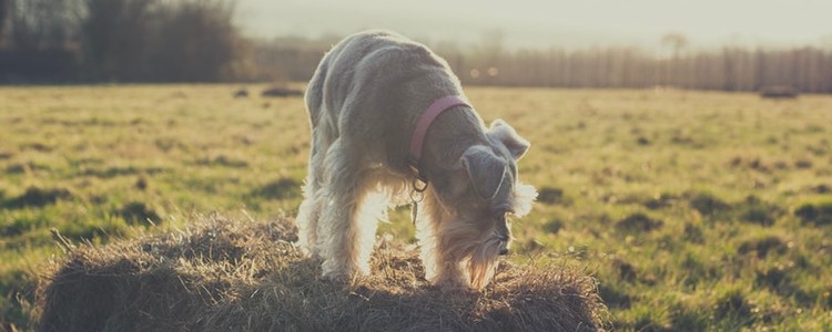 狗狗交配时间 狗狗交配中的注意事项您知道吗?