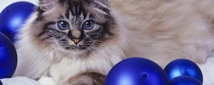 为什么猫喜欢吃甜食 猫喜欢吃甜食的原因