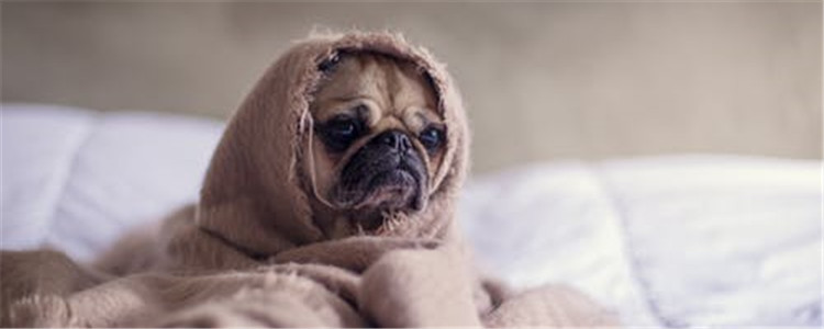 怎么提高狗狗免疫力 狗狗免疫力要从小抓起