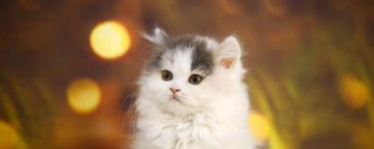 猫咪饮食注意事项 怎么控制猫咪饮食避免猫咪得病